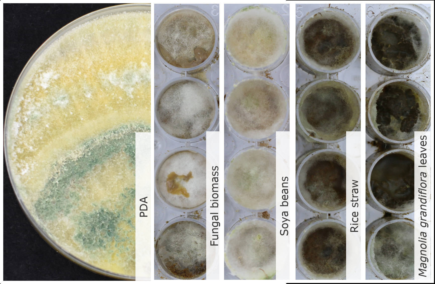 Trichoderma sp. TUCIM 5639