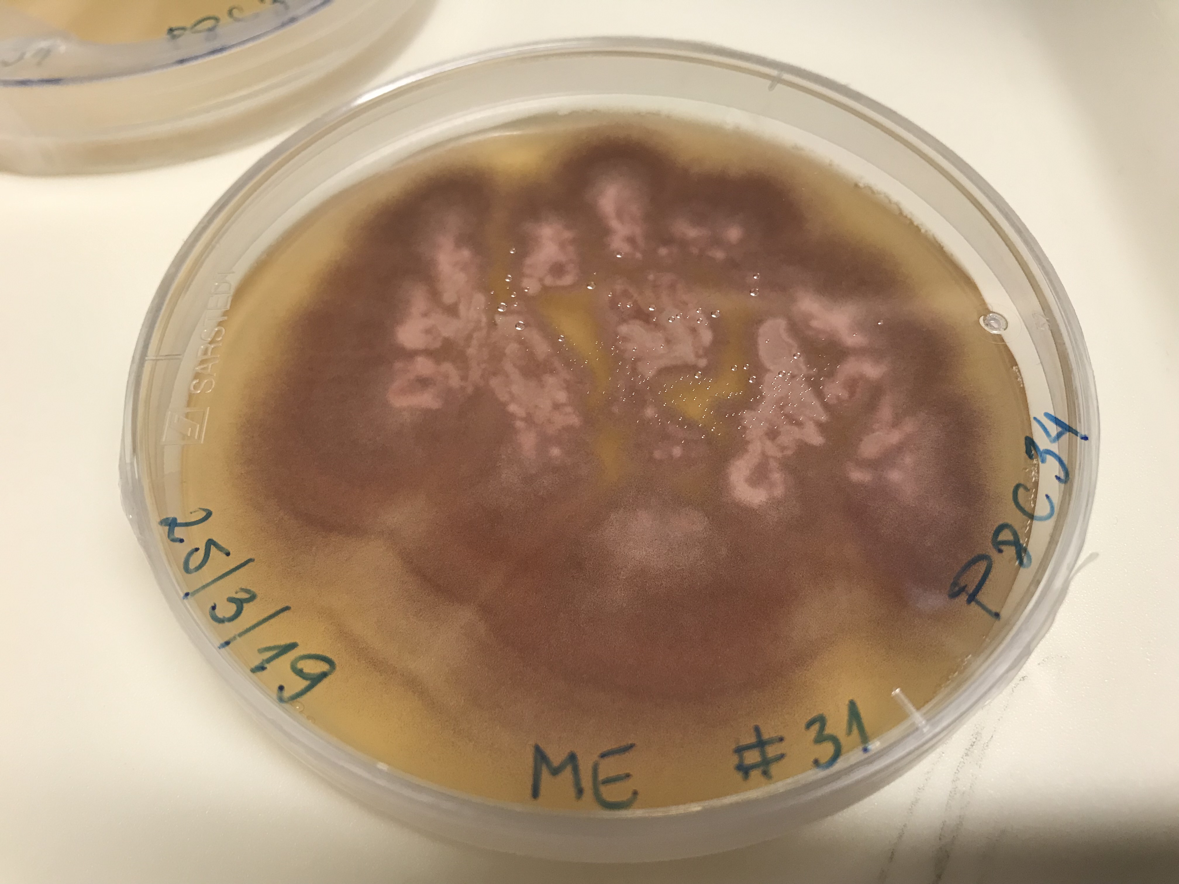 Umbelopsis angularis P8C34 growing in the lab.