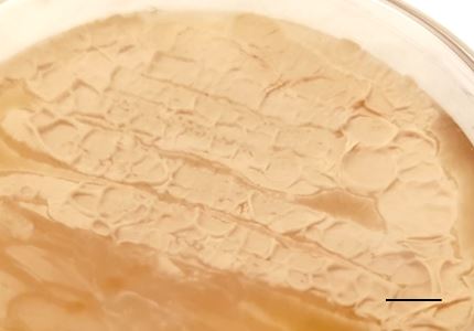 Urocystis occulta culture on PDA. Bar = 5 mm. Photo: Teeratas Kijpornyongpan.