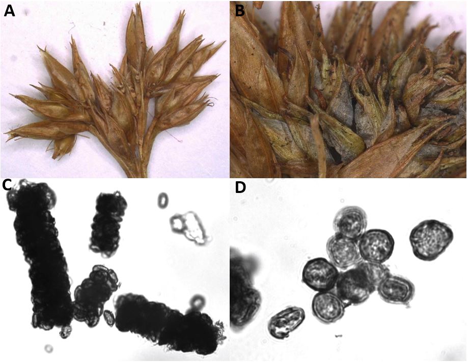 A) Herbarium material from a healthy inflorescence of Rhynchospora alba. B) Detail of Rhynchospora alba inflorescence showing spiklets infected with Ustanciosporium gigantosporum. C) Teliospores of Ustanciosporium gigantosporum packed to small cylindrical groups. D) Single teliospores of Ustanciosporium gigantosporum showing thick cell wall. Images by Dominik Begerow.