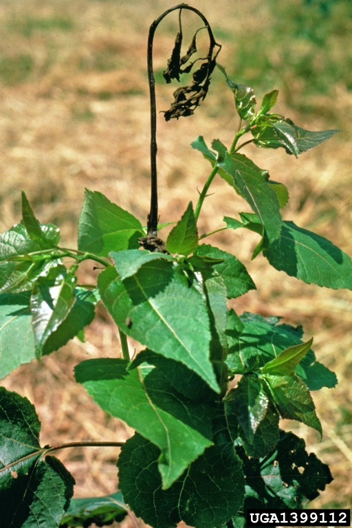 Shepherd's crook leaf and shoot blight (Venturia populina).