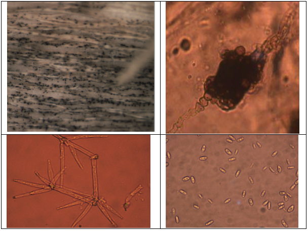 The image of Verticillium longisporum