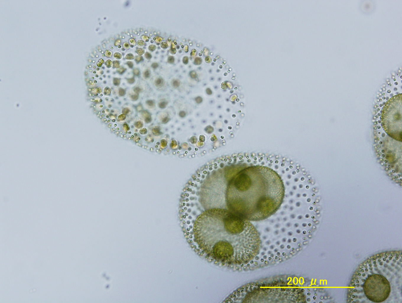 Volvox reticuliferus NIES-3786 asexual and sexual male spheroids.