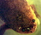 Photo of Xenopus tropicalis v4.1