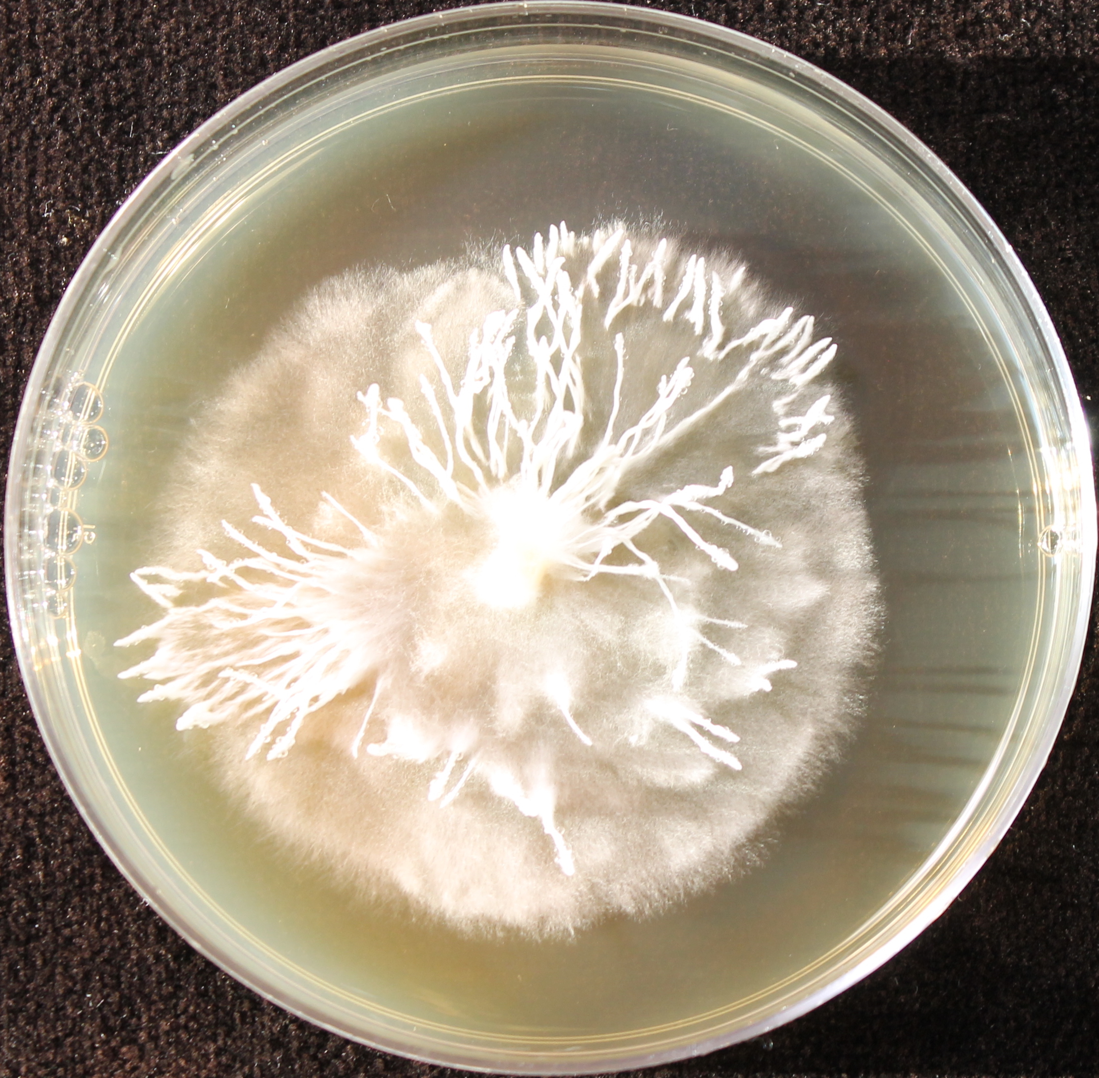 Photo credit: Jana M. U'Ren. Grown on 2% Malt Extract Agar.