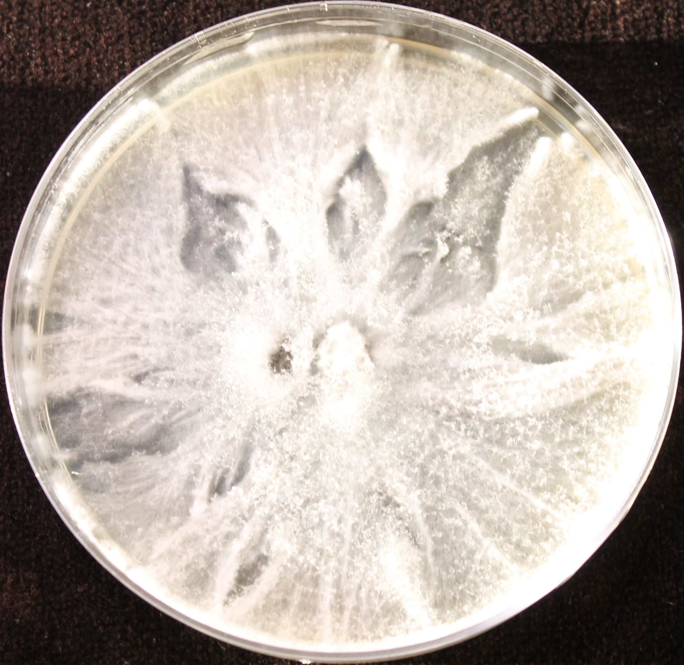 Photo credit: Jana M. U'Ren. Grown on 2% Malt Extract Agar.