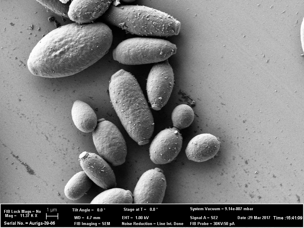 Yarrowia lipolytica PO1f (ATCC MYA-2613)