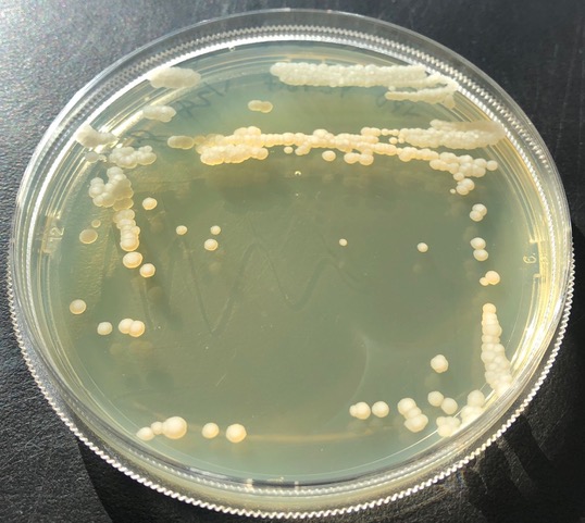 Yarrowia lipolytica PO1f growing on artificial medium. Image by Joe Collins.