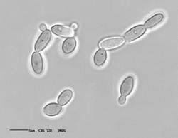 Zygosaccharomyces rouxii CBS 732