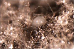 Colony of Z. ardabiliae sporulating on oatmeal agar.